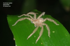 Heteropoda davidbowie