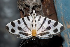 Pycnarmon jaguaralis