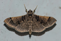 Omiodes surrectalis