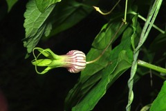 Riocreuxia picta image