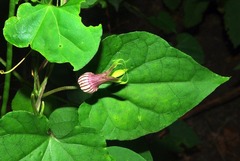 Riocreuxia picta image