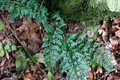 Asplenium rutifolium image