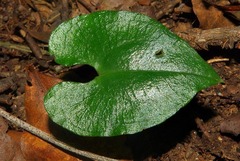 Disperis lindleyana
