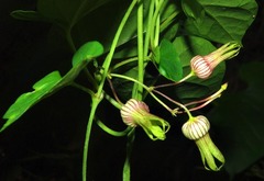 Image of Riocreuxia picta