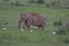Elephas maximus