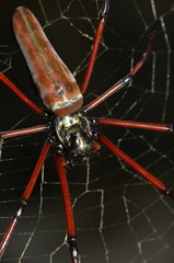 Nephila pilipes