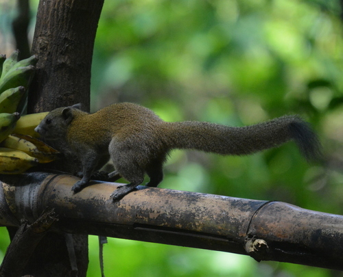 Callosciurus caniceps