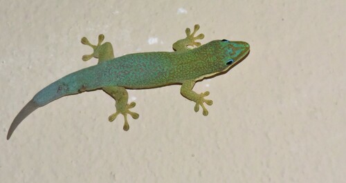 Morondava Day Gecko