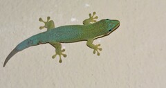 Morondava Day Gecko photo 4