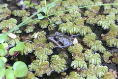 Leptodactylus luctator