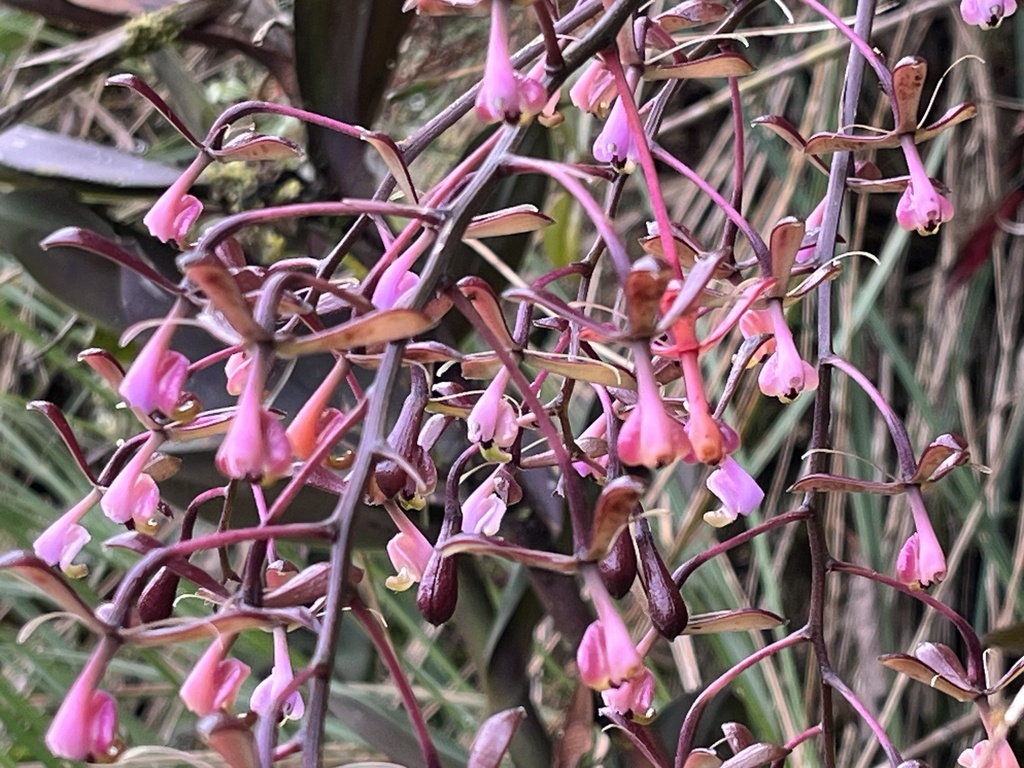 Epidendrum lopezii Hágsater