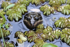 Leptodactylus luctator