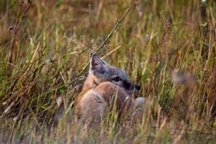 Vulpes corsac