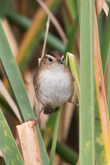 Marsh Wren photo 6