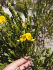 Aspalathus linguiloba