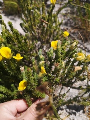 Aspalathus linguiloba