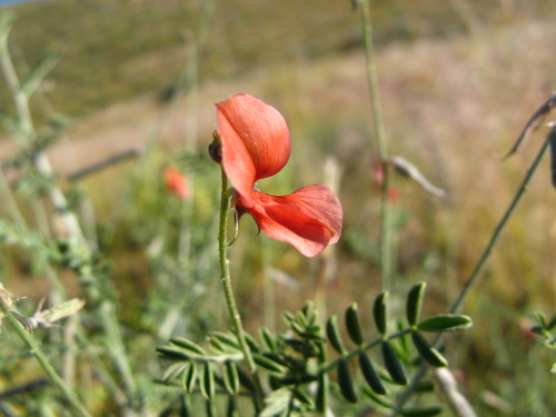 Indigofera heterotricha subsp. pechuelii image