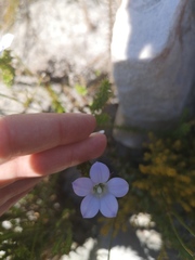 Roella amplexicaulis