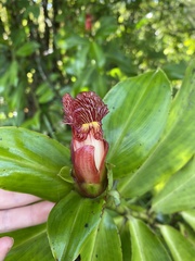 Costus laevis image