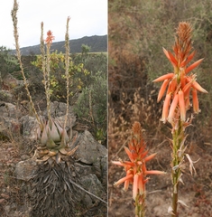 Aloe glauca
