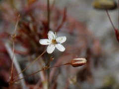 Pharnaceum elongatum