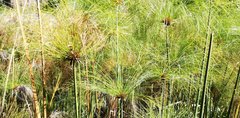 Cyperus papyrus