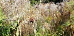 Cyperus papyrus