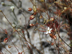 Pharnaceum elongatum