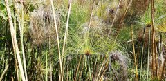 Cyperus papyrus
