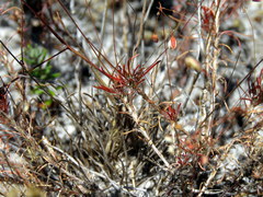 Pharnaceum elongatum