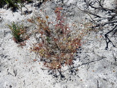 Pharnaceum elongatum