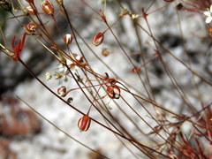 Pharnaceum elongatum