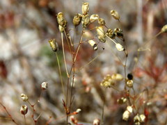 Pharnaceum elongatum