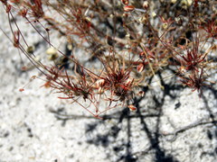 Pharnaceum elongatum