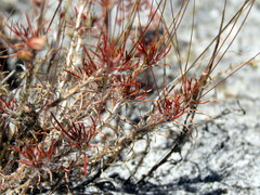 Pharnaceum elongatum