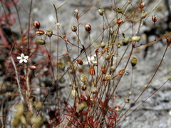 Pharnaceum elongatum