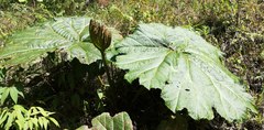 Gunnera insignis