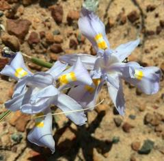 Moraea macgregorii