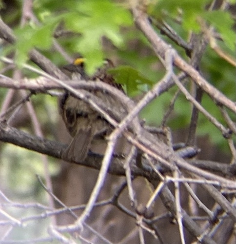 White-throated Sparrow photographed in Utah