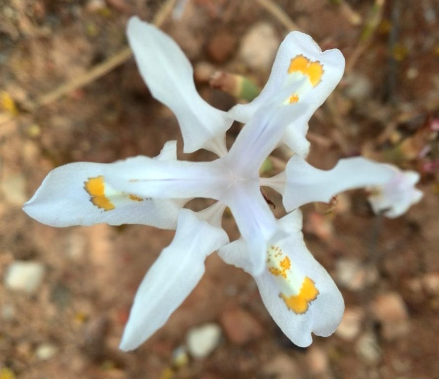 Moraea macgregoriorum