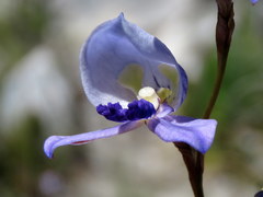 Disa purpurascens