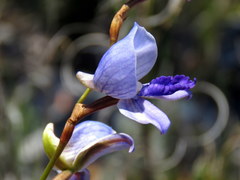 Disa purpurascens