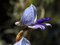 Disa purpurascens