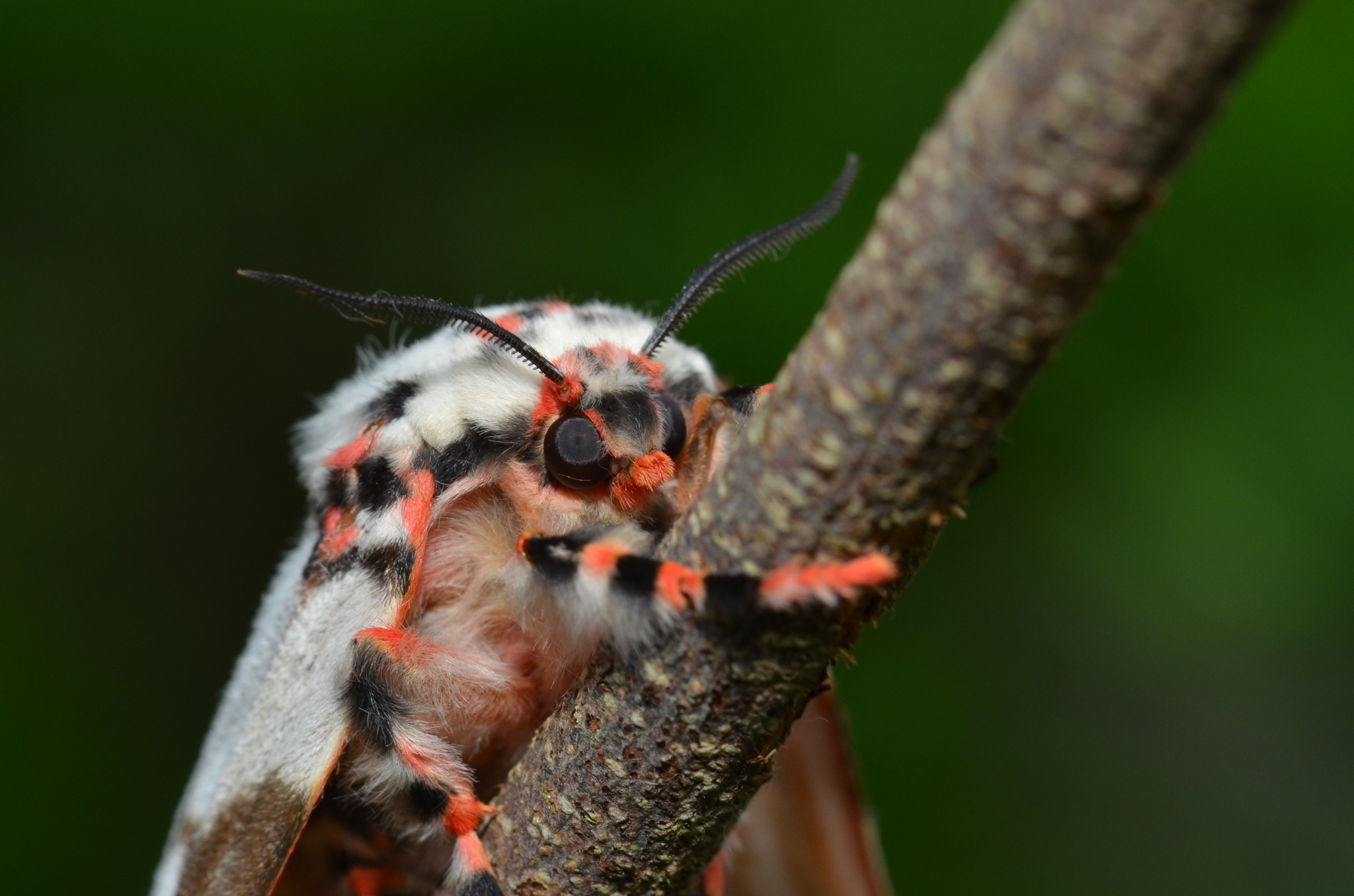 White Cedar Moth (Erebidae Moths of SW Australia) · iNaturalist