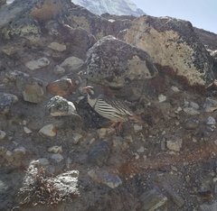 Tetraogallus tibetanus