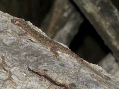 Hemidactylus frenatus