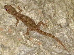 Hemidactylus frenatus