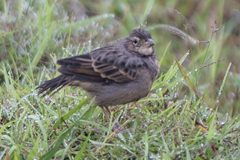 Mirafra assamica