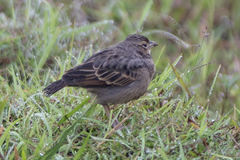 Mirafra assamica