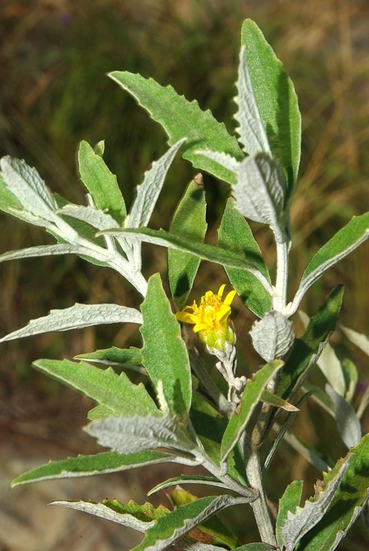 Anisopappinae
